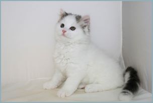 Female Siberian Kitten from Deedlebug Siberians